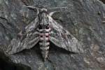 Windenschw�rmer (Agrius convolvuli)