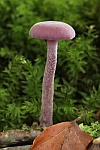 Violette Lacktrichterling (Laccaria amethystina)