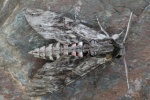 Windenschw�rmer (Agrius convolvuli)