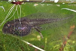 Rotbauchunke (Bombina bombina)