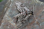 Windenschw�rmer (Agrius convolvuli)