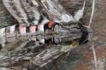 Windenschw�rmer (Agrius convolvuli)