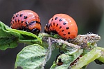 Kartoffelkfer (Leptinotarsa decemlineata)