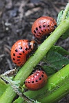 Kartoffelkfer (Leptinotarsa decemlineata)