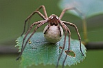 Raubspinne (Pisaura mirabilis)