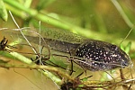 Springfrosch (Rana dalmatina)