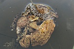 Erdkröte (Bufo bufo)