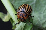 Kartoffelkfer (Leptinotarsa decemlineata)