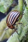 Kartoffelkfer (Leptinotarsa decemlineata)