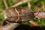 Brombeerspinner (Macrothylacia rubi)