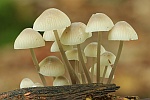 Olivgrauer Helmling (Mycena arcangeliana)