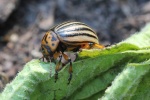 Kartoffelkfer (Leptinotarsa decemlineata)