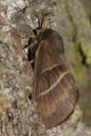 Brombeerspinner (Macrothylacia rubi)