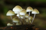 Olivgrauer Helmling (Mycena arcangeliana)