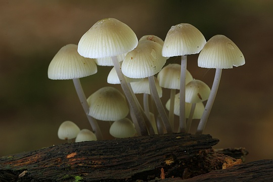 Olivgrauer Helmling (Mycena arcangeliana)