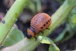Kartoffelkfer (Leptinotarsa decemlineata)