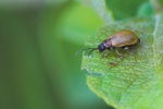 Gelber Weidenblattkfer (Lochmaea caprea)