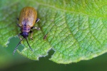 Gelber Weidenblattkfer (Lochmaea caprea)