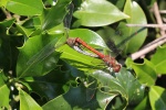 Groe Heidelibelle (Sympetrum striolatum)