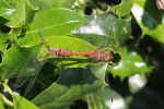 Groe Heidelibelle (Sympetrum striolatum)