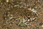 Wechselkrte (Bufo viridis)
