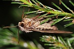 Kiefernschw�rmer (Sphinx pinastri)