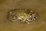 Wechselkrte (Bufo viridis)