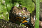 Gelbbauchunke (Bombina variegata)