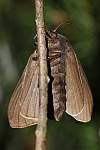 Brombeerspinner (Macrothylacia rubi)