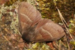Brombeerspinner (Macrothylacia rubi)