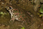 Wechselkrte (Bufo viridis)
