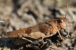 Blauflgelige dlandschrecke (Oedipoda caerulescens)