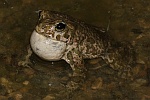 Wechselkrte (Bufo viridis)