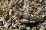 Blauflgelige dlandschrecke (Oedipoda caerulescens)