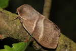 Brombeerspinner (Macrothylacia rubi)