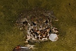 Wechselkrte (Bufo viridis)