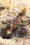 Sandwespe (Ammophila sabulosa)