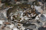 Wechselkrte (Bufo viridis)