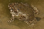 Wechselkrte (Bufo viridis)