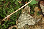Herbstpanner (Epirrita sp)