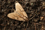 Kiefernschw�rmer (Sphinx pinastri)