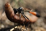 Sandwespe (Ammophila sabulosa)