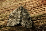 Herbstpanner (Epirrita sp)