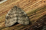 Herbstpanner (Epirrita sp)