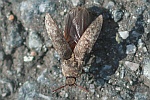 Mausgrauer Schnellkäfer (Adelocera murina)