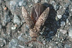 Mausgrauer Schnellkfer (Adelocera murina)