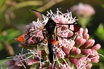 Apfelbaum-Glasflgler (Synanthedon myopaeformis)