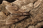 Kiefernschw�rmer (Sphinx pinastri)