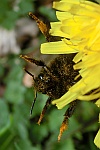 Dunkle Erdhmumel (Bombus terrestris)