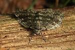 Herbstpanner (Epirrita sp)